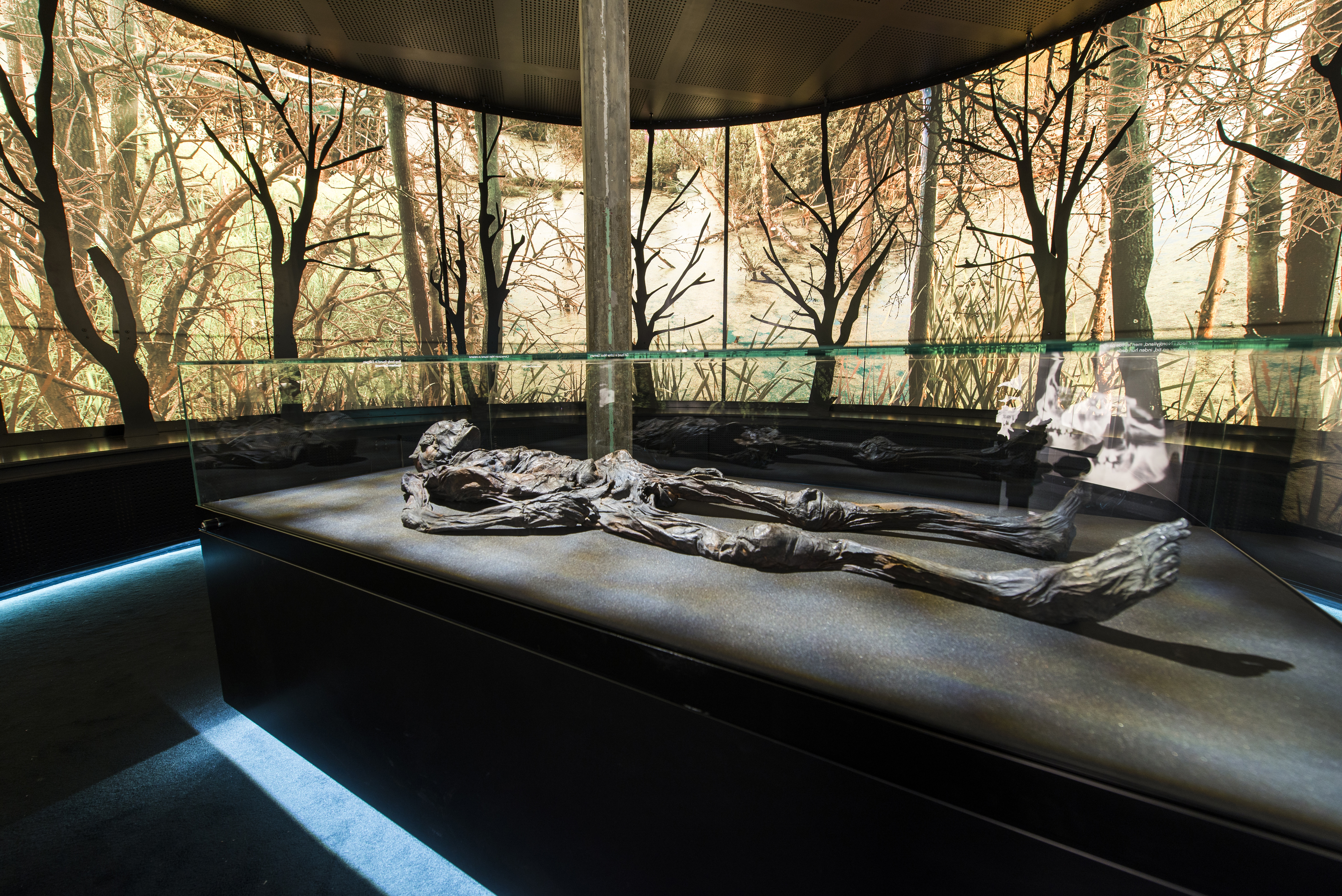 Foto af Haraldskærkvinden i montre