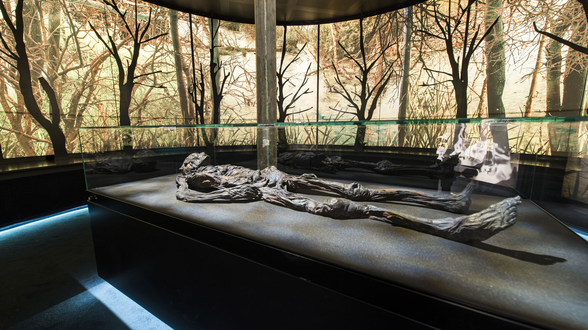 Foto af Haraldskærkvinden i montre